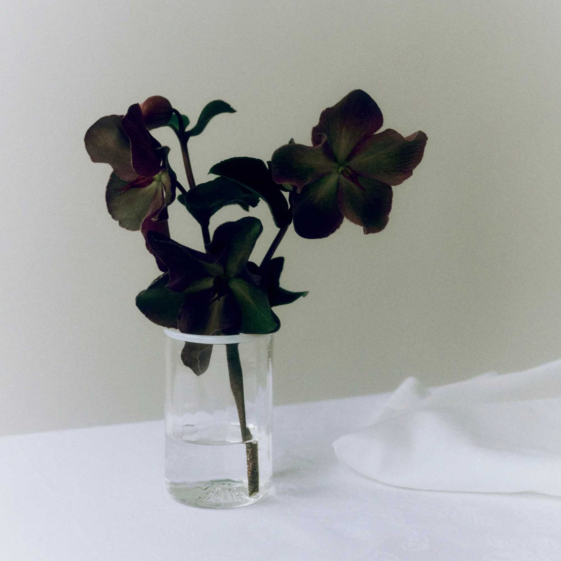 Peter Glass Small White Rim
